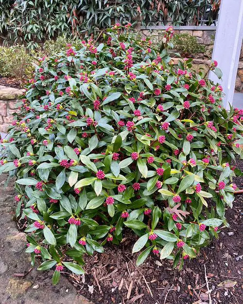 Year Round Shrubs According to Season 9