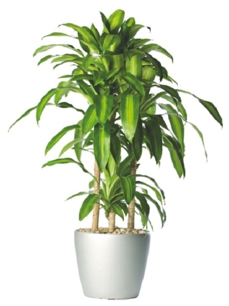18 Best Large  Indoor  Plants  Tall Houseplants for Home 