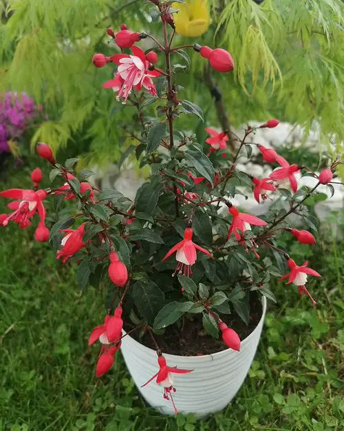 Best Container Gardening Plants pot