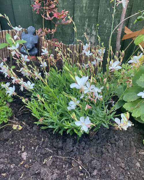 Gaura Plant Care