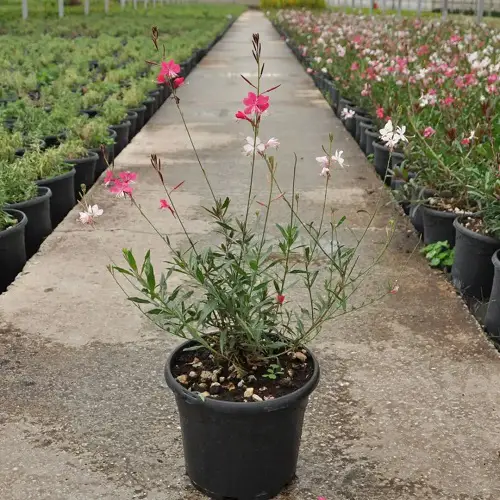 Gaura Plant Care