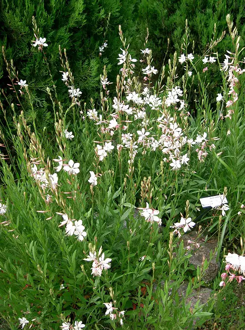 lovely varieties of Gaura plants