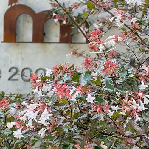 Year Round Shrubs According to Season 7