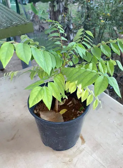 Best Container Gardening Plants in pot 