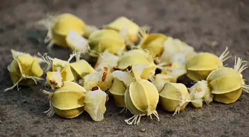Growing Indian Gooseberry from Seeds