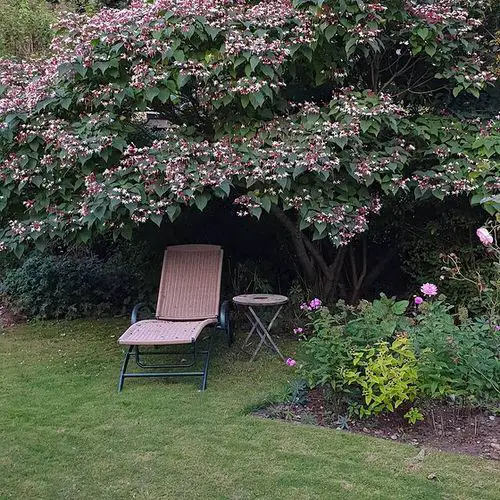 Shrubs that Bloom All Year 8