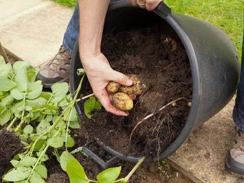 Harvesting Potatoes