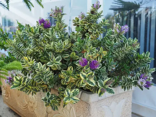 Best Container Gardening Plants indoor