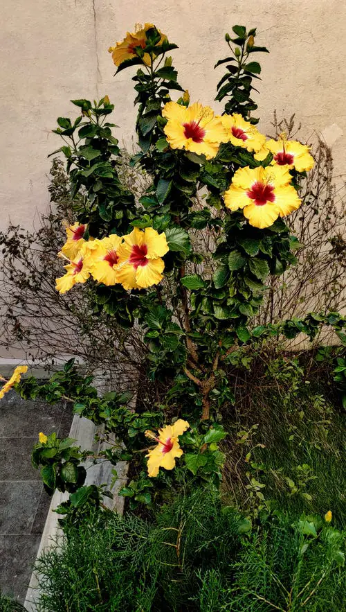 Shrubs that Bloom All Year 4