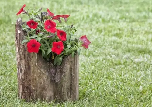 Hollow Tree Trunk as Pot