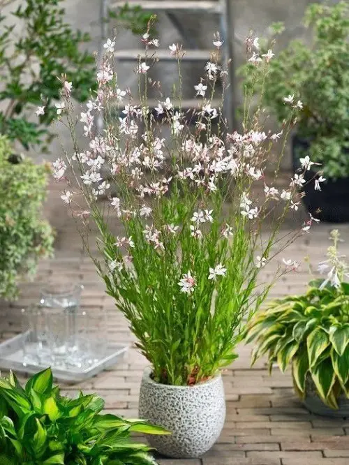 Best Pot for Gaura Plant