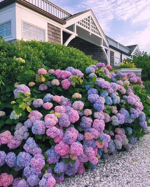 Year Round Shrubs According to Season 8