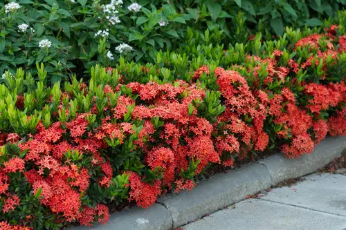 Perennial Flowers that Bloom for Decades 2