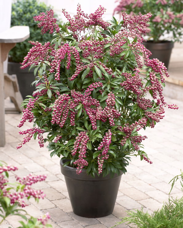pieris japonica passion shrub pots container valley garden outdoor shrubs plants containers flowers lily japanese plant pbr beautiful andromeda evergreen