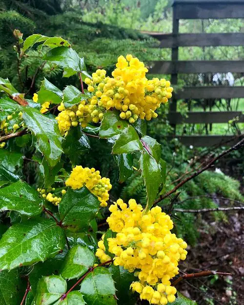 Year Round Shrubs According to Season 10