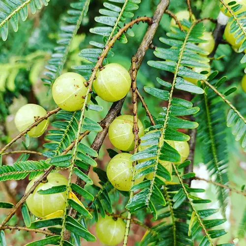 Indian Gooseberry Plant Information