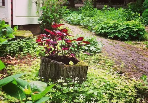 Blazing Tree Stump Planter Planter Ideas that'll Impress You