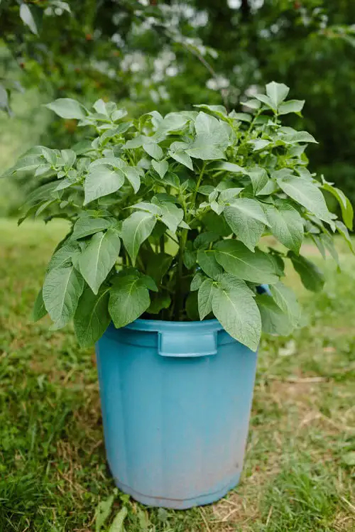 Potato Plant Care