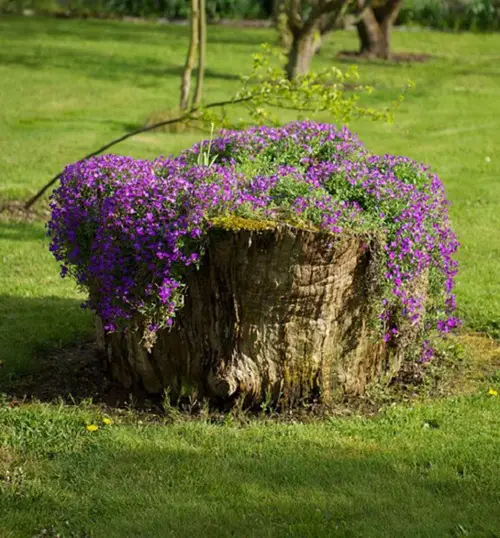 Purple Rock Cress on Tree Stump