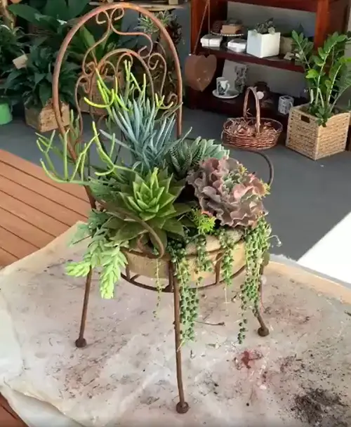 Rare Succulent Combination Bed