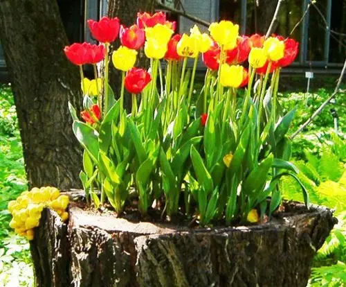 Red and Yellow Tulips