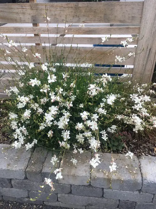 Requirements for Growing Gaura