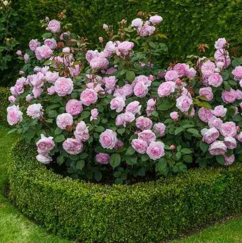 Year Round Shrubs According to Season 5