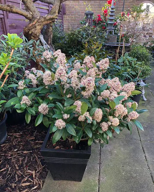 Shrubs that Bloom All Year 10