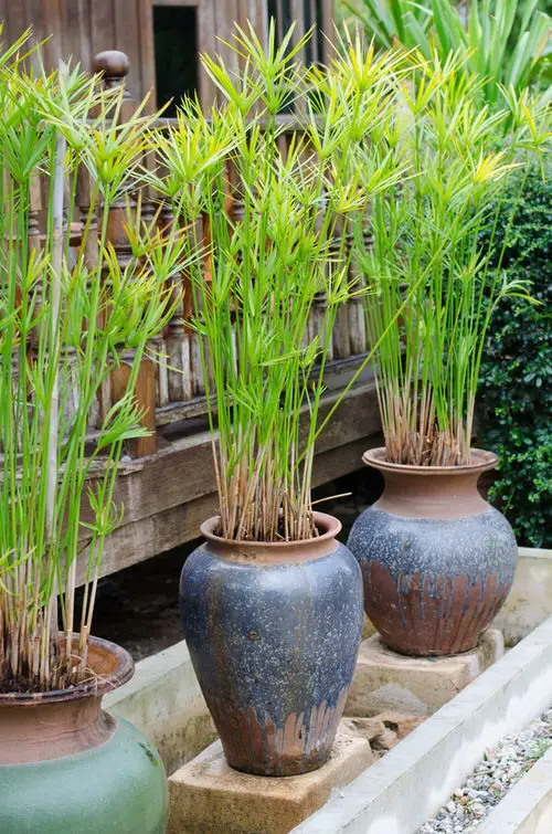 Best Container Gardening Plants in pot