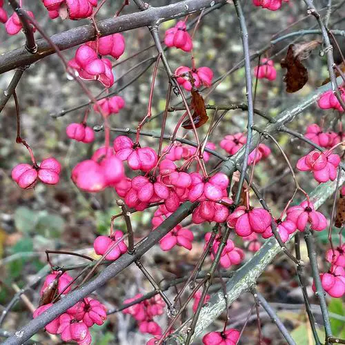 Shrubs that Bloom All Year 9