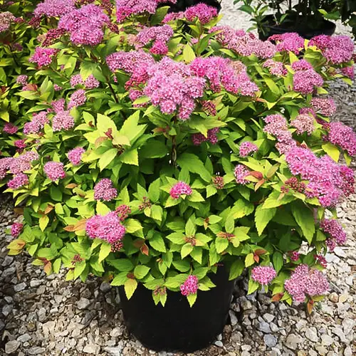 Best Container Gardening Plants 12