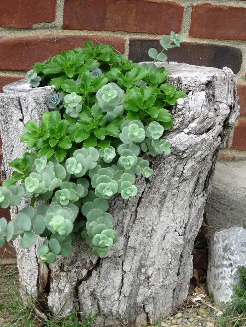 Tree Stump Succulent Planter Planter Ideas that'll Impress You
