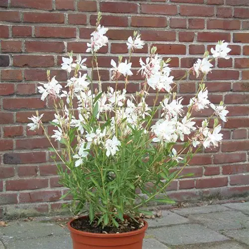 Amazing varieties of Gaura plants