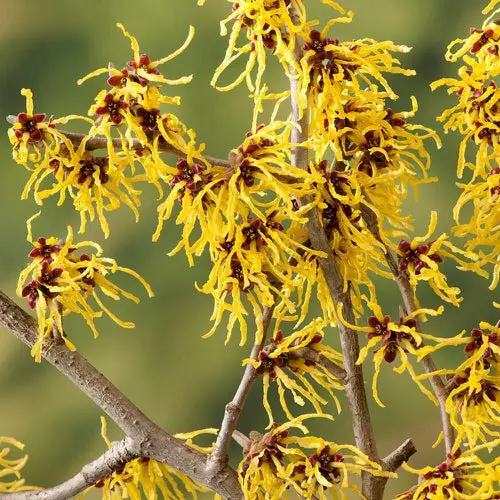 Year Round Shrubs According to Season 4