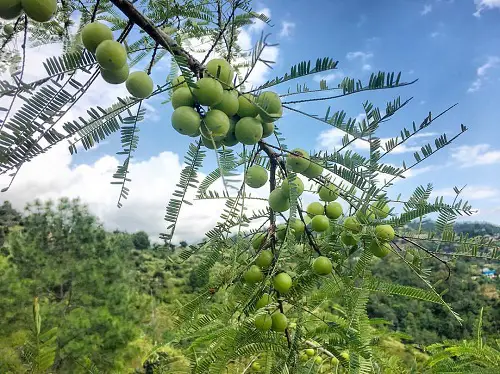 Requirements for Growing Amla Tree