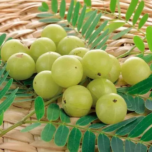 Varieties of Indian Gooseberry