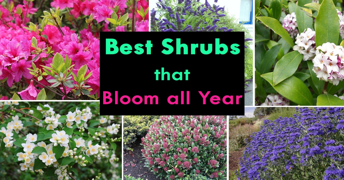 Shrubs that Bloom All Year Year Round Shrubs According to Season Balcony Garden 