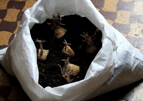 different ways to grow potato