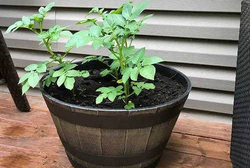 Ideal Pot Size for Growing Potatoes