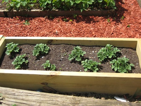 18 Ways To Grow Potatoes | Potato Planting Ideas | Balcony Garden Web