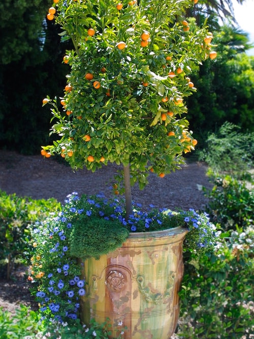 Ornamental Sweet Potato Plants In Pots - How To Grow Sweet Potatoes In Containers Indoors