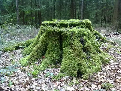 Tree Stump Ideas for the Garden Make an Aged Moss Stump