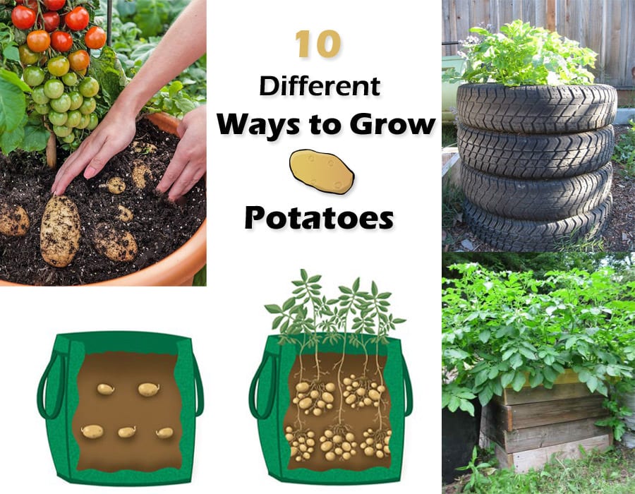 10 Ways to Grow Potatoes | Potato Planting Ideas | Balcony Garden Web