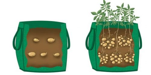 ways to grow potato
