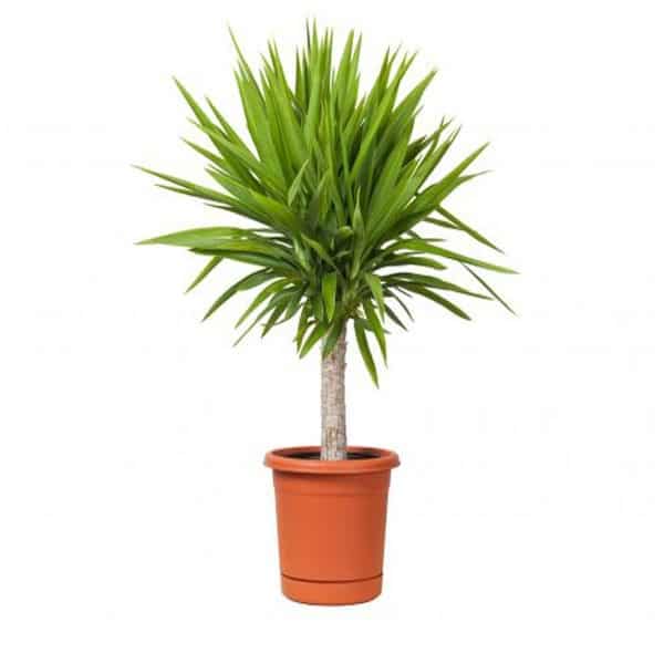 18 Best Large Indoor Plants Tall Houseplants for Home