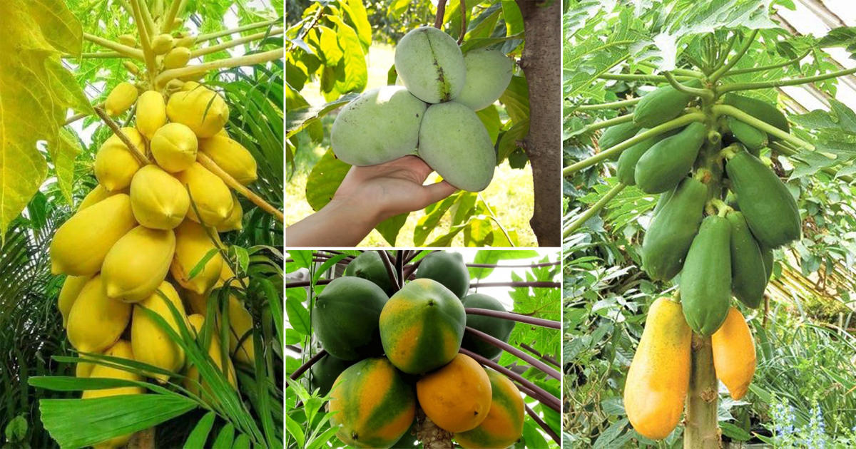 14 Different Types of Papayas Best Tasting Papaya Variety