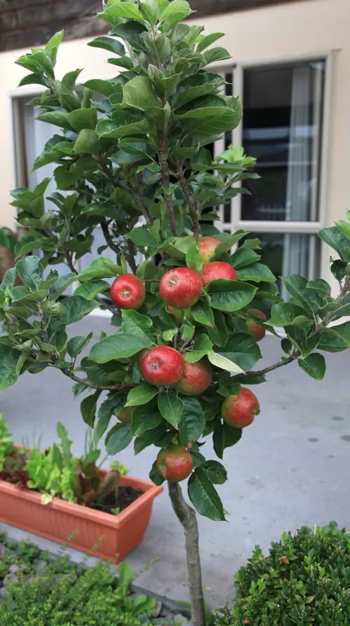 Growing Apple Trees in Pots