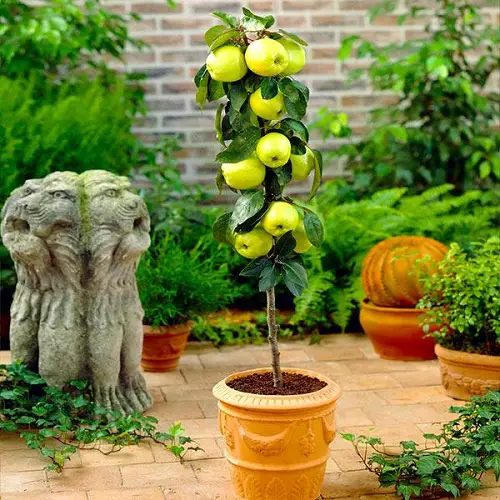 Apple Tree Care
