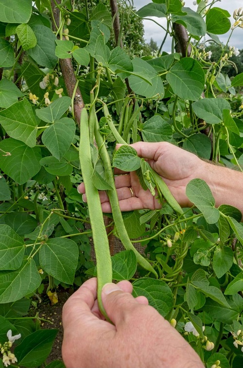 Vegetable Gardening Tips 3