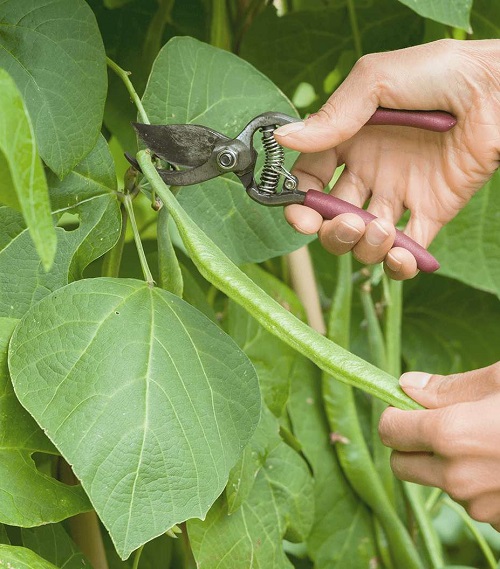Vegetable Gardening Tips 3